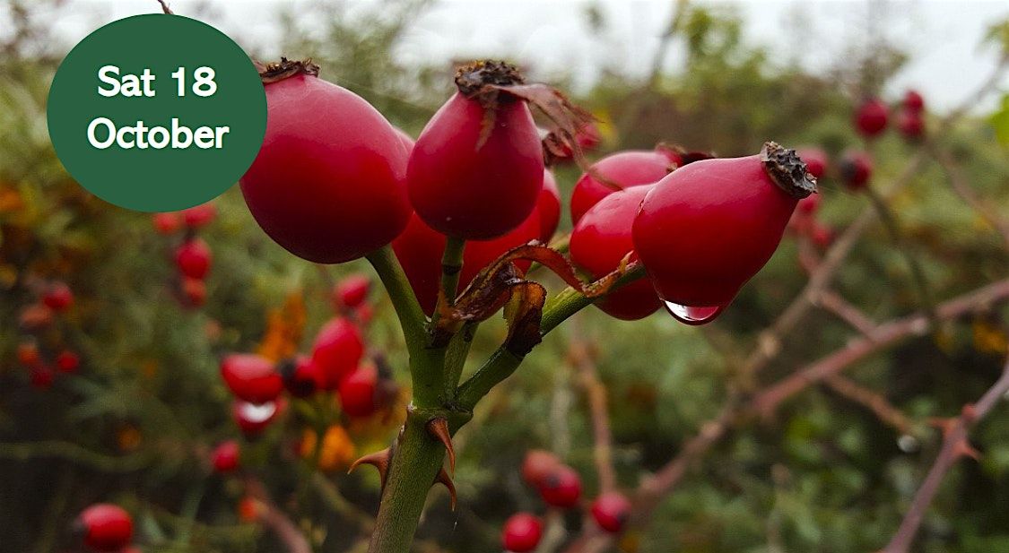 Foraging and Herbal Medicine