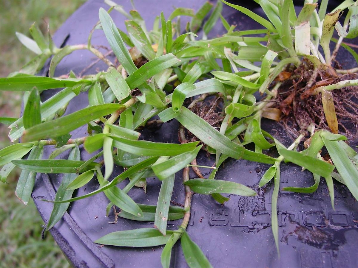 1-7-2026  W**d control in the lawn and landscape