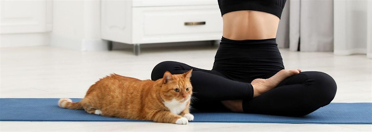 FREE \/ Donation Based Cat Yoga with Adoptable kitties from "RESCUE ME"