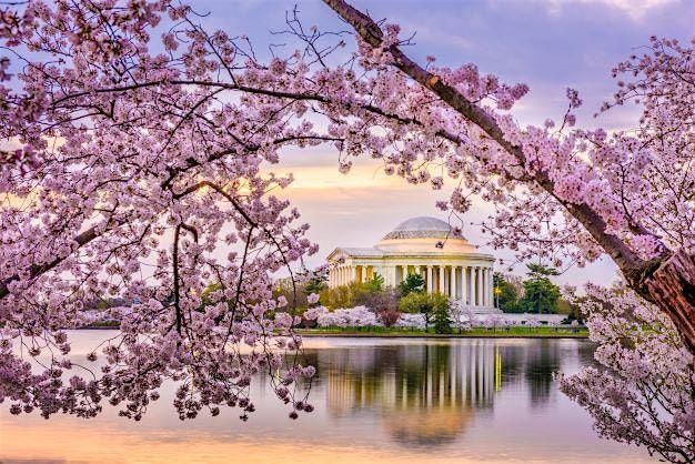 Cherry Blossom Sunset Margarita Cruise on the Potomac