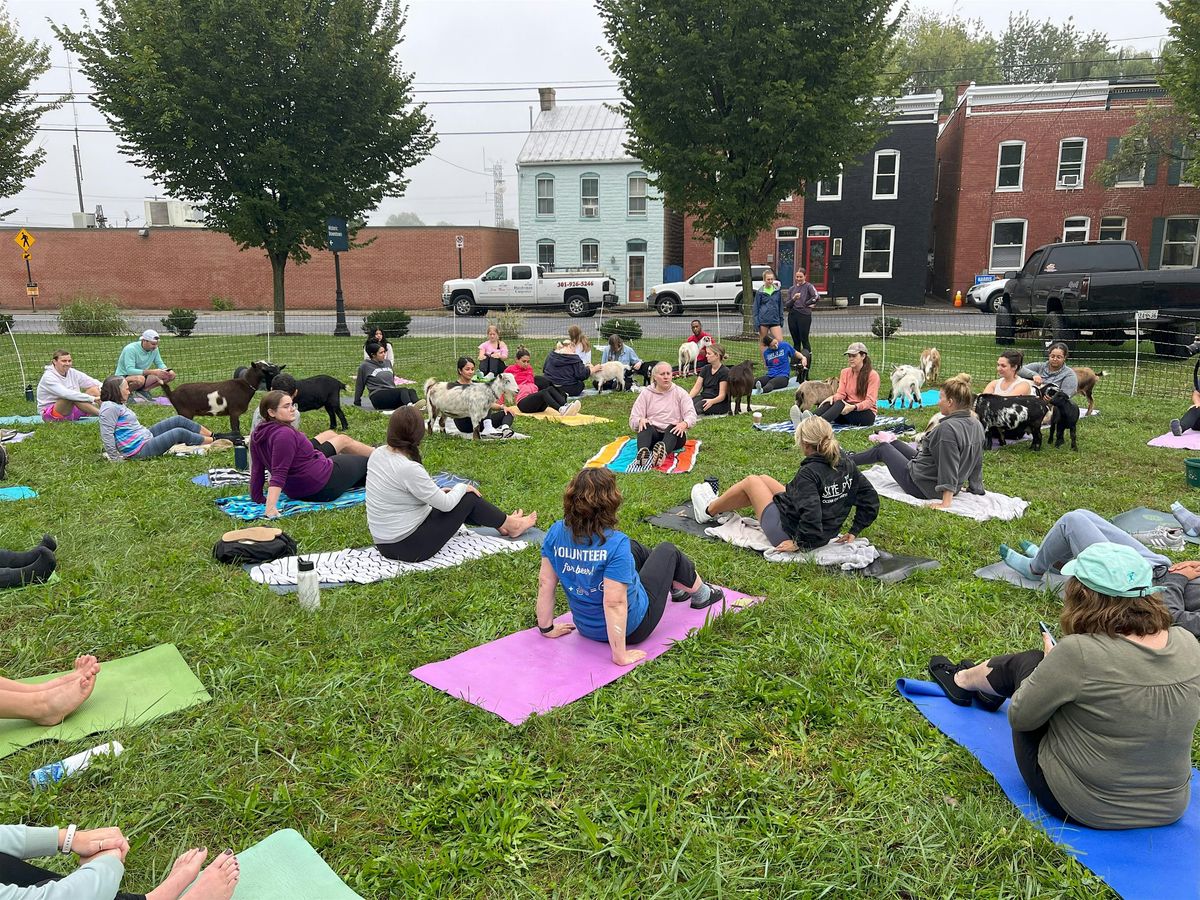 Goat Yoga in Downtown Frederick