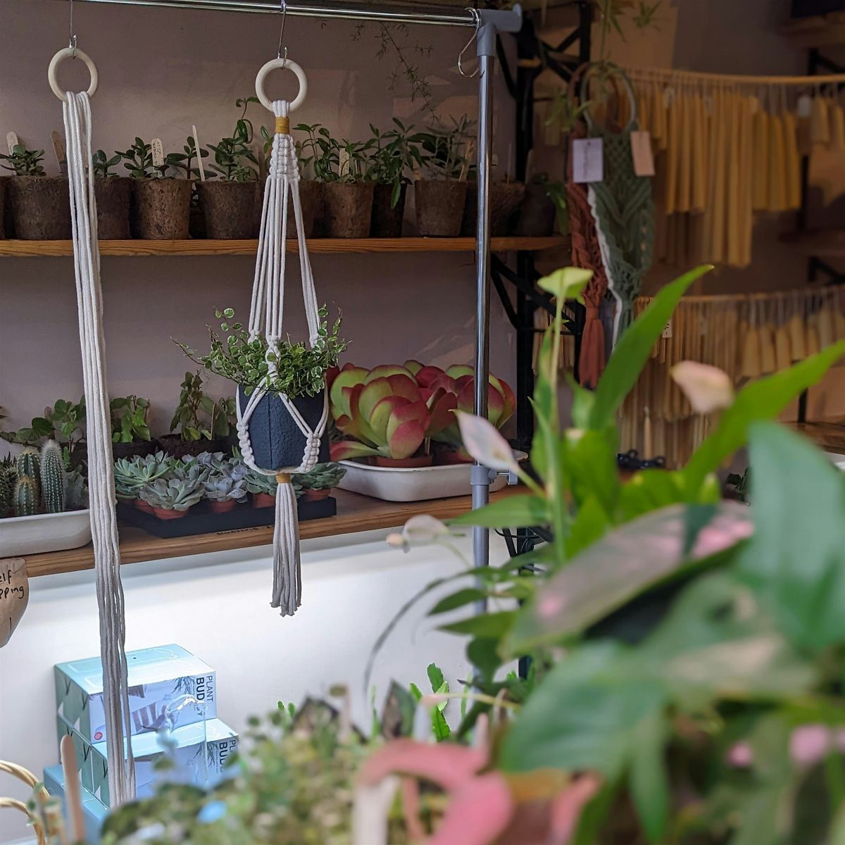 Macrame Plant Hanger Workshop