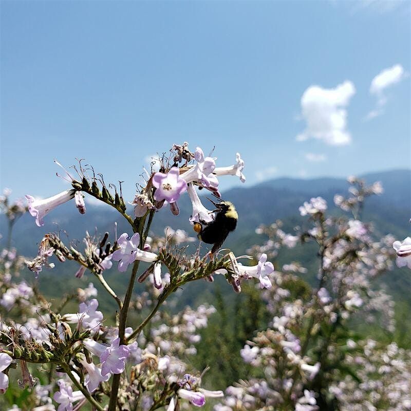 Exciting times for US bee conservation