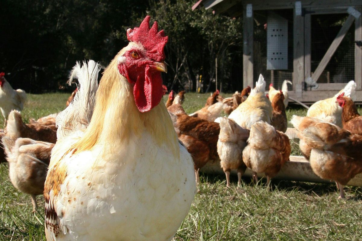 Backyard Chicken Class