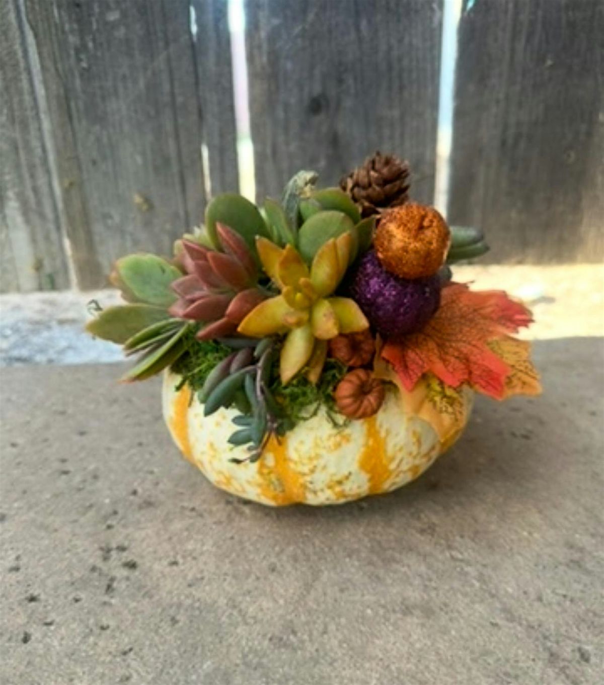 Succulent Pumpkin Workshop