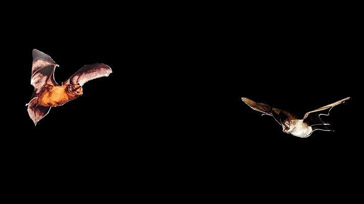 Guided Bat Walk