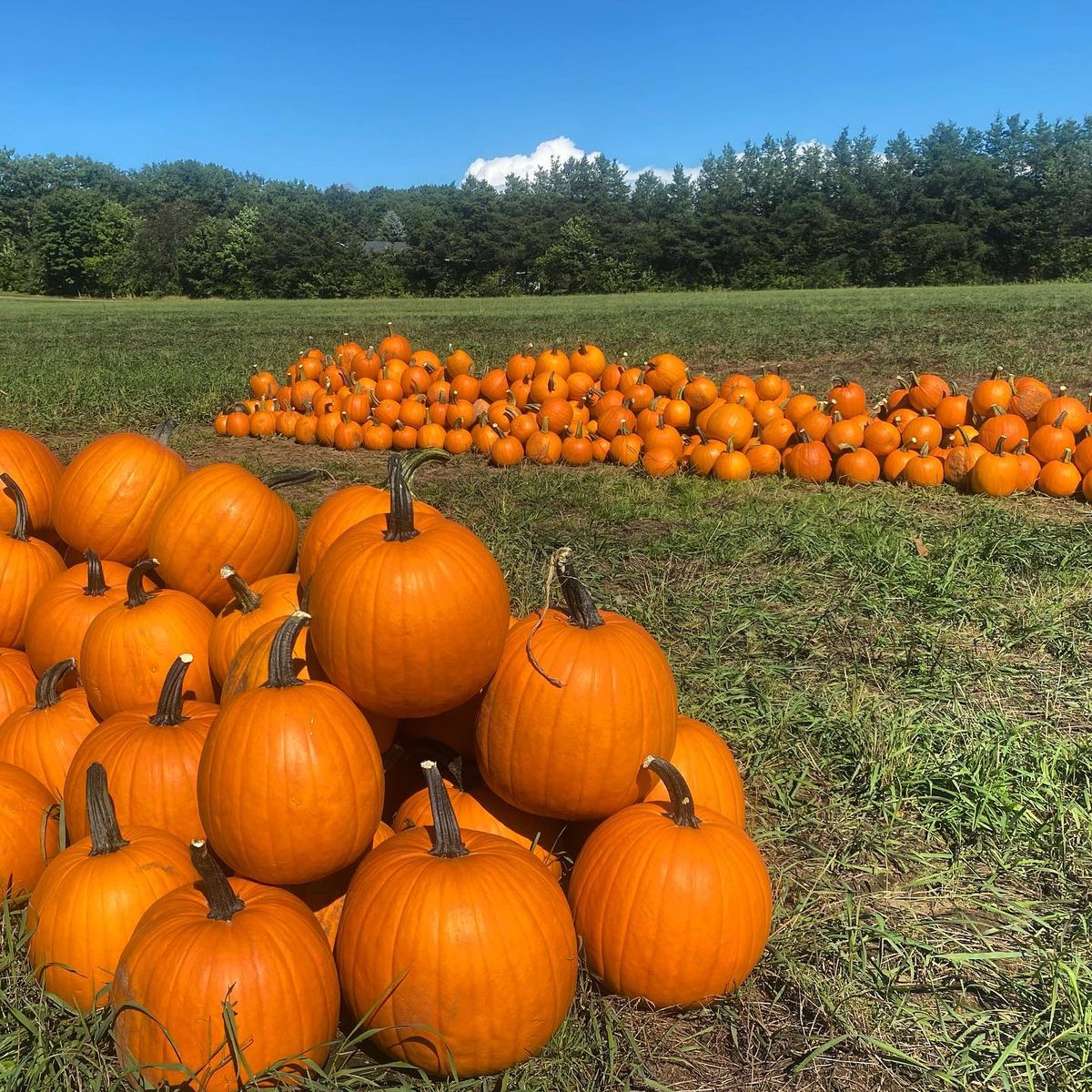 Fall Pumpkin Festival