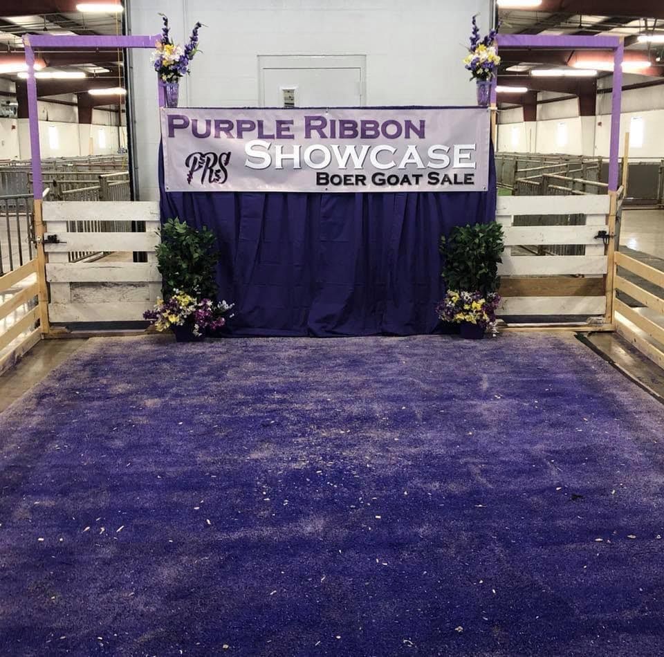 Purple Ribbon Showcase