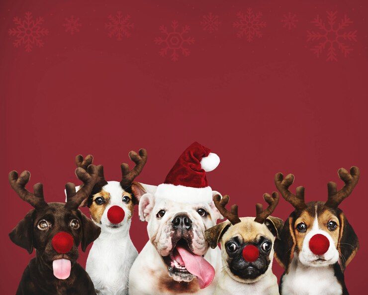 Bark Right presents Santa Paws at Little Markfield Farm