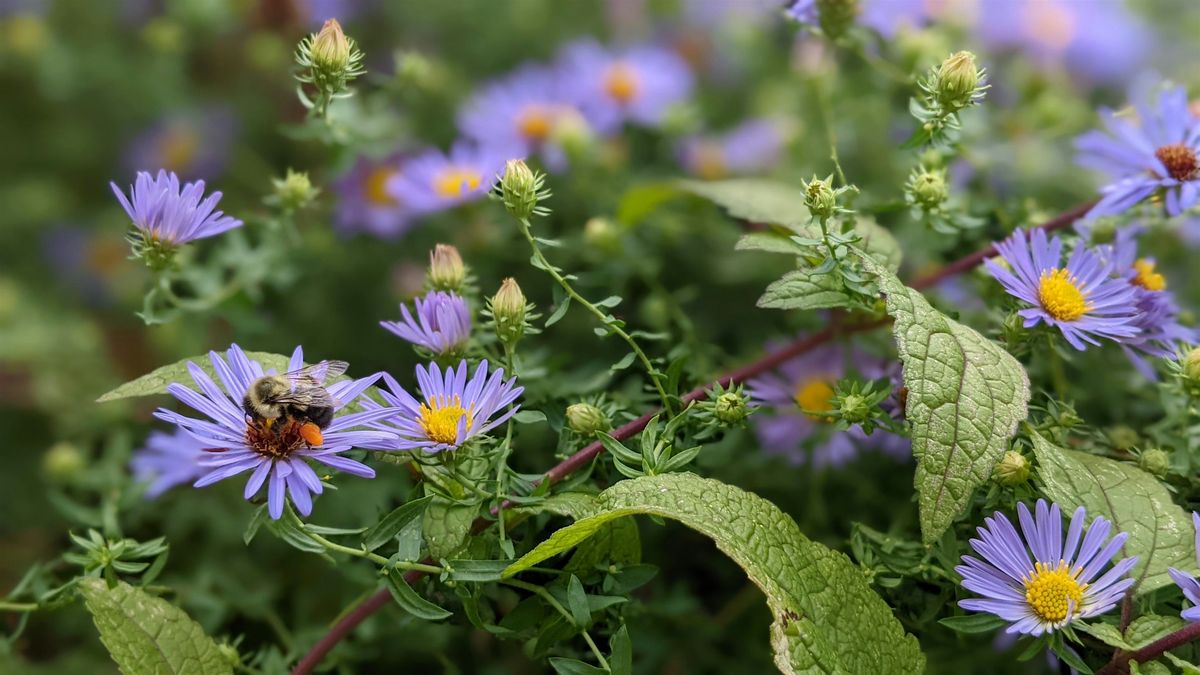 Habitat Advocate: Building Biodiversity in Our Community