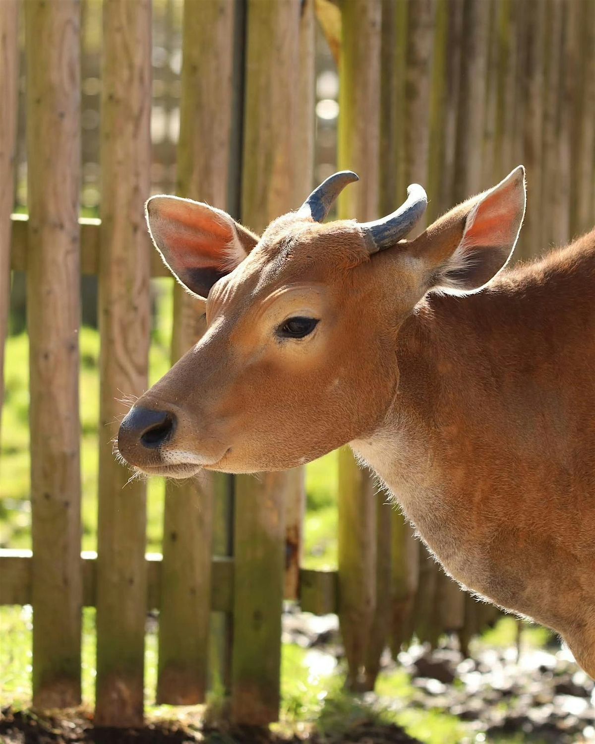 Tea and Talks: Moo at the zoo