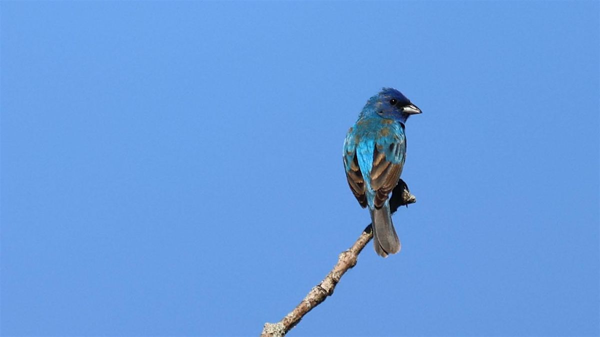 Rolling Ridge Bird Walk