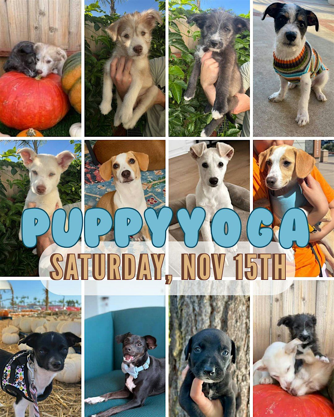 Puppy Yoga with Amazing Strays Rescue