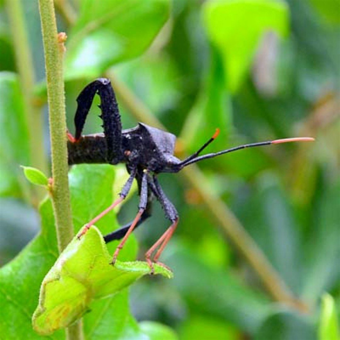 Let's Get Buggy! Intro to invertebrate identification