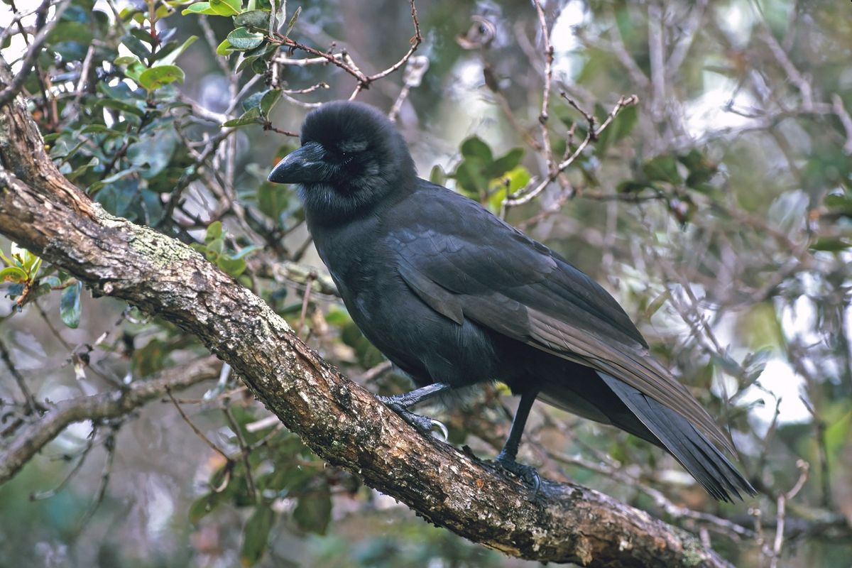 Feather Trails: A Journey of Discovery Among Endangered Birds