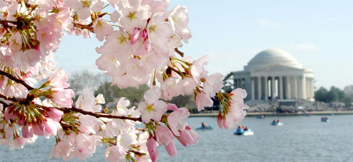 Cherry Blossoms - Street Photography Series in DC 2025