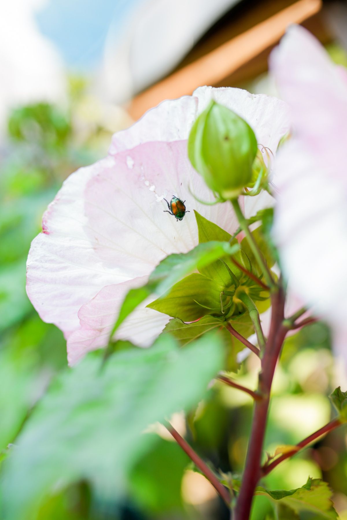 Japanese Beetle Class