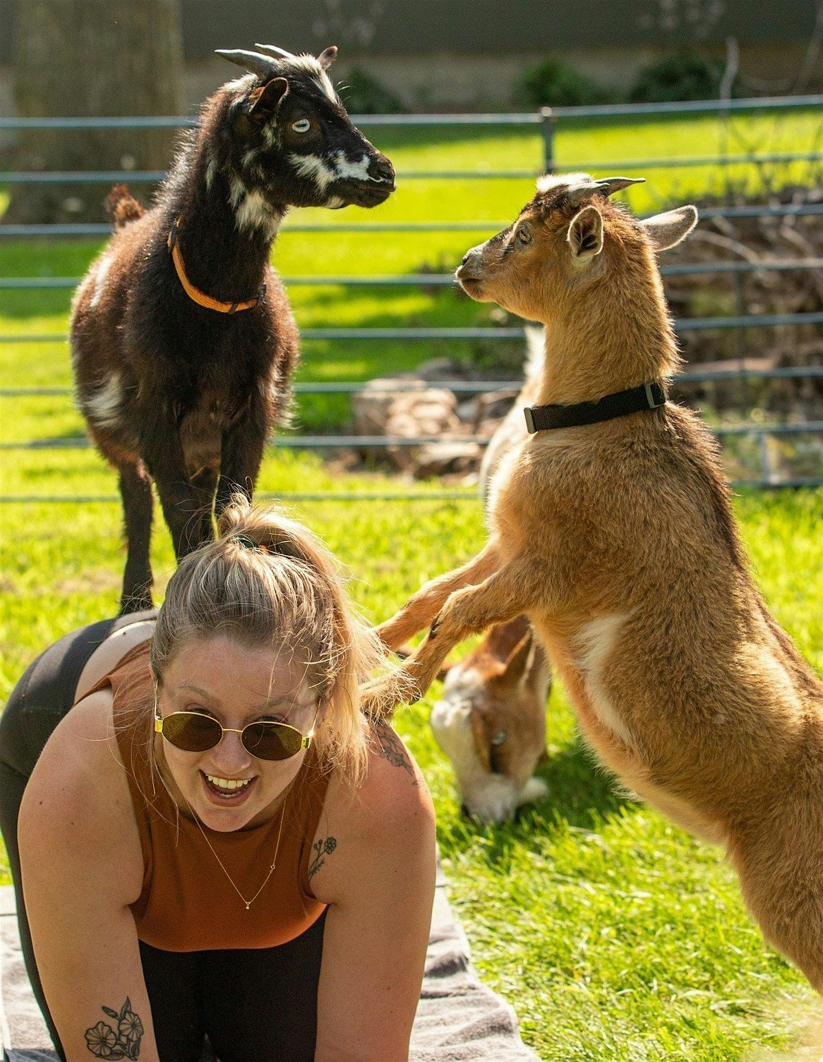 Goat Yoga & Hand Crafted Coffee