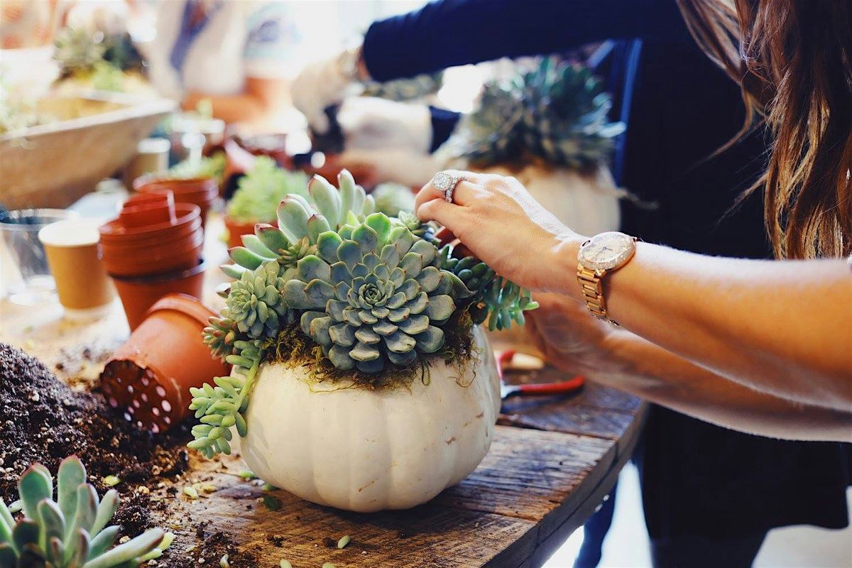 Pumpkin Succulent Workshop at Other Half Brewing