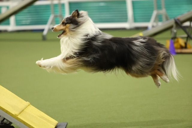 MVSSC AKC Agility Trial