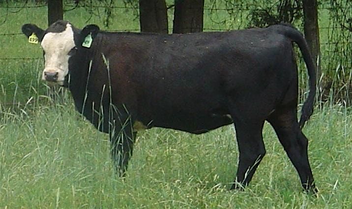 Richland Cattle Educational Meeting