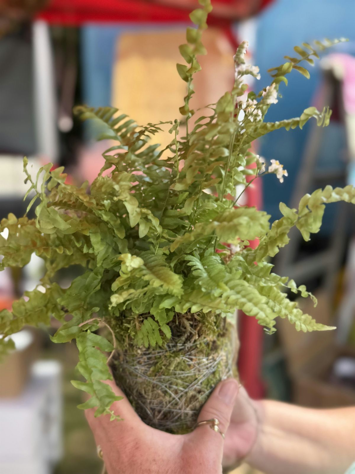 Plant and Floral Workshops with Wellard & Wild