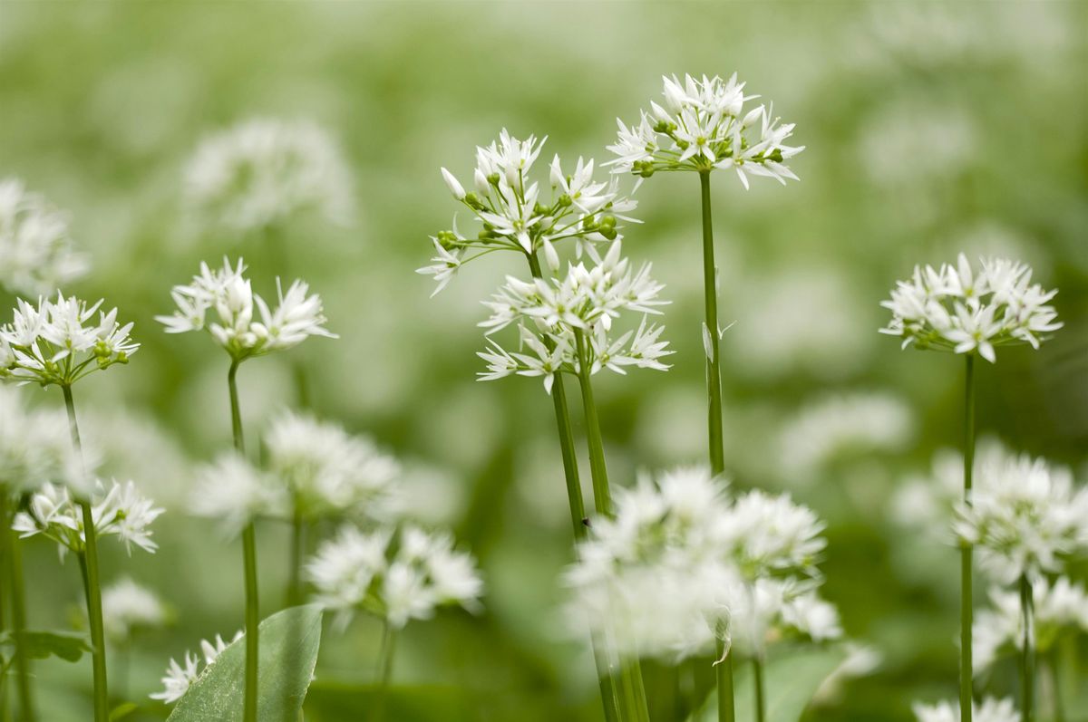 Urban Nature Club at Sydenham Hill Wood: Spring Plants