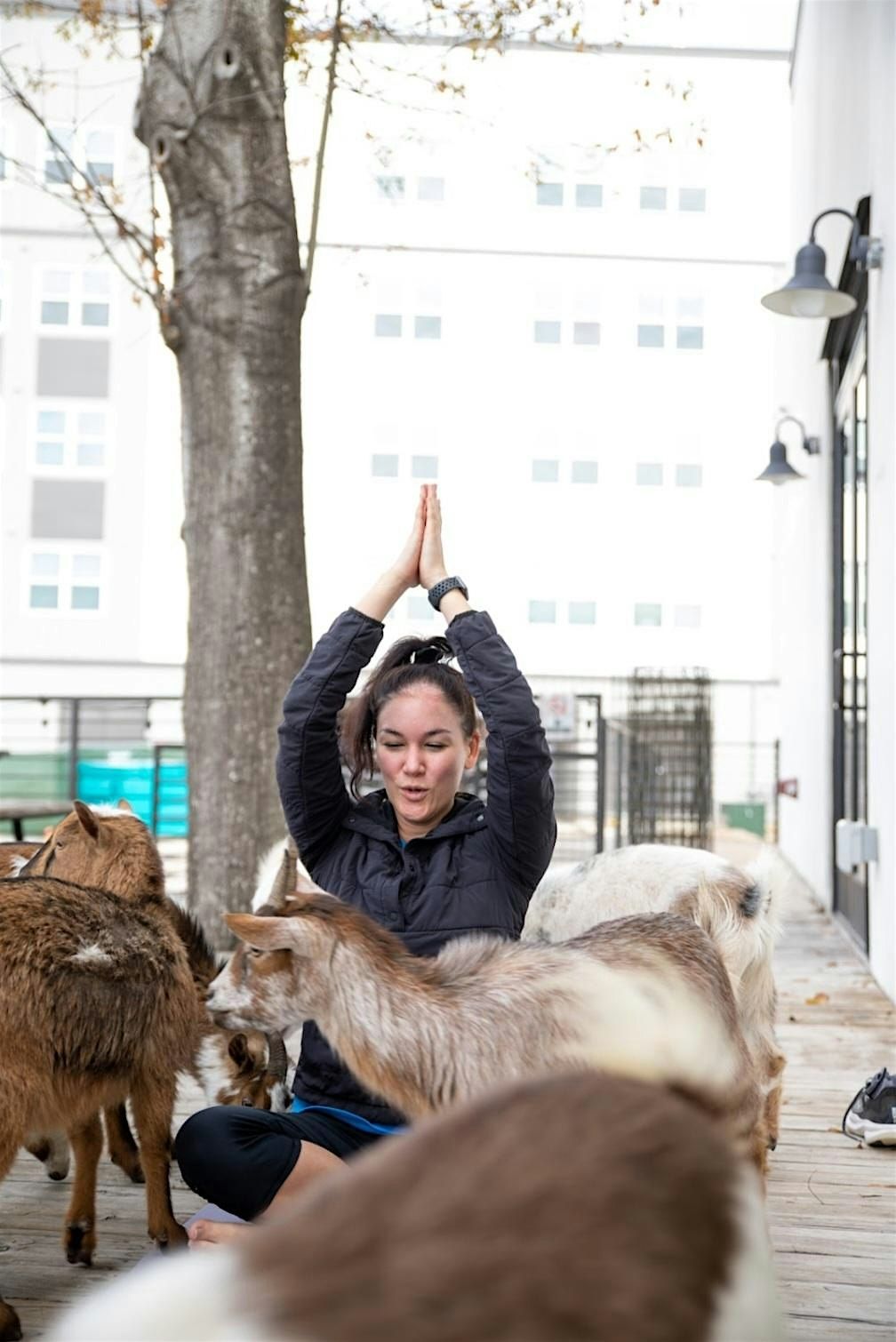 Goat Yoga Houston At H-Town Brewing Saturday March 8th 10AM