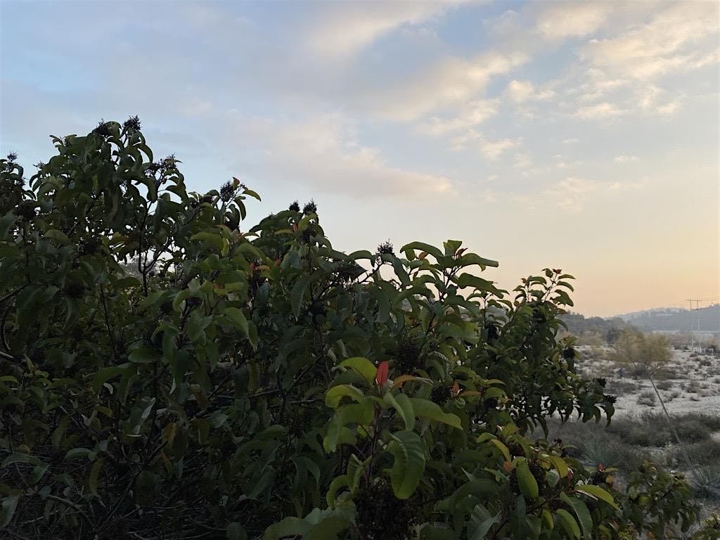 Mindful Wildlife Walk & Talk:Native Plants
