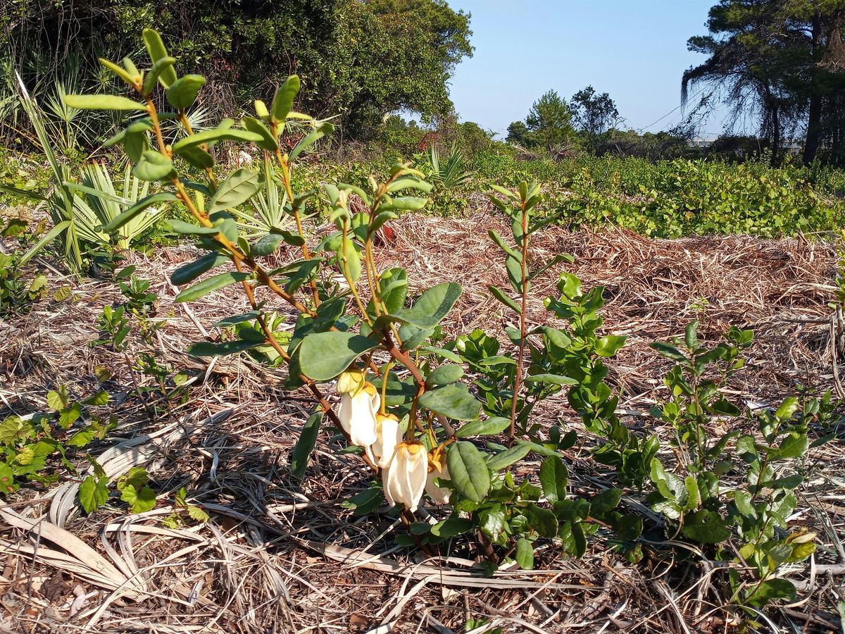 FREE - Native Plant Workshops at Broward Sierra's 6th Annual Earth Day!