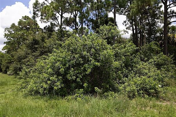 Invasive Removal Field Day