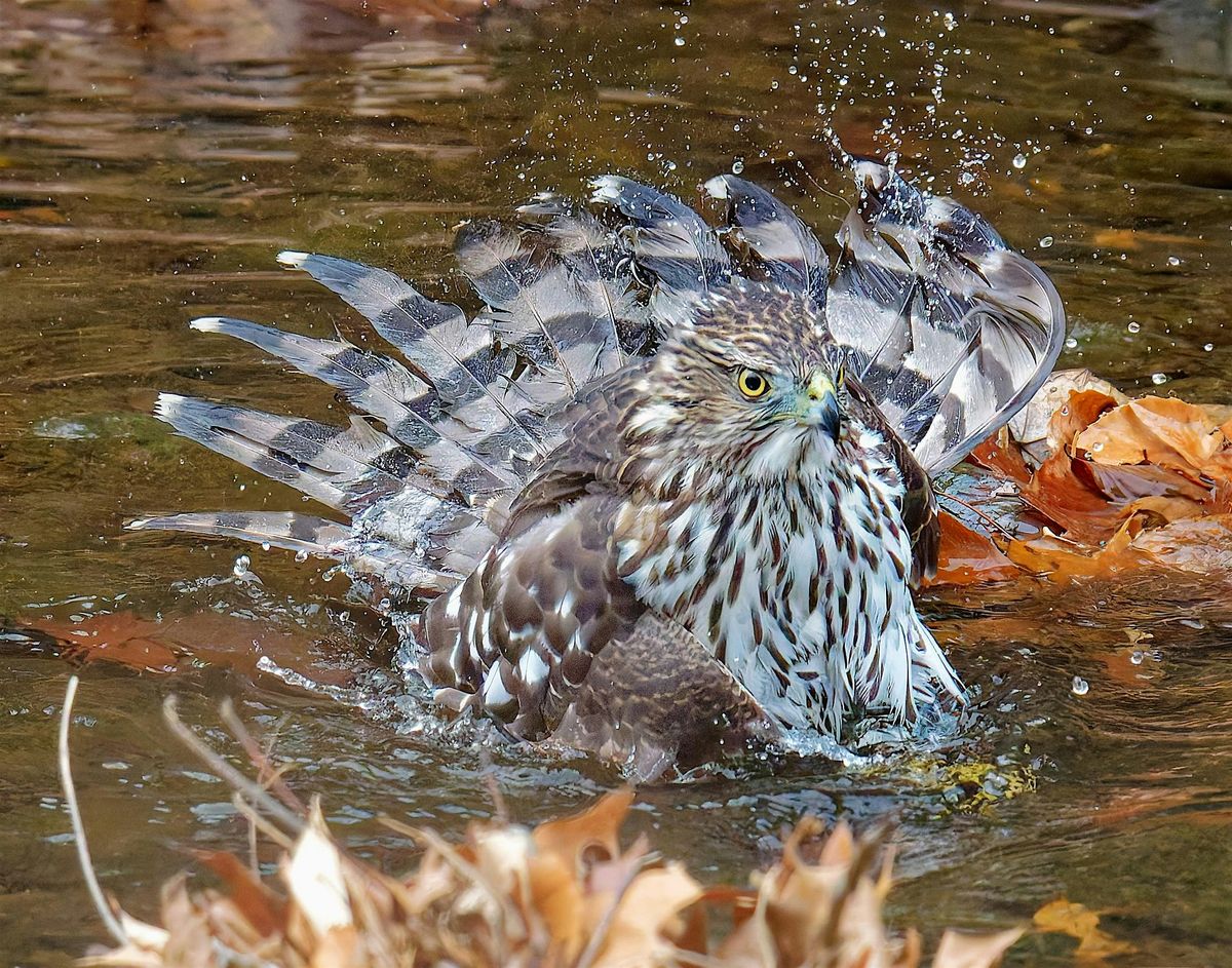 How Science Helps Birds