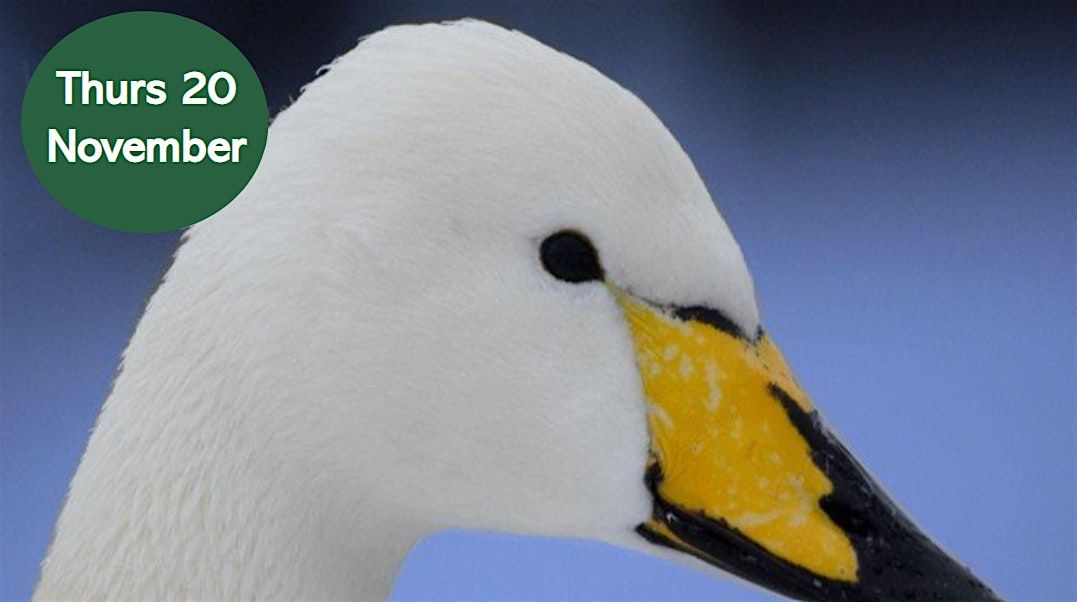 Winter Bird Walk: Search for the Whooper Swan