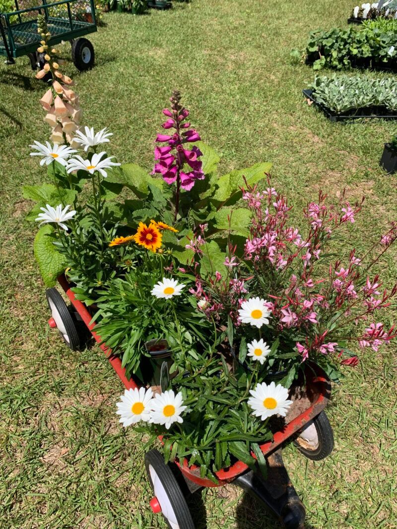 Darlington County Master Gardener Association Plant Sale 