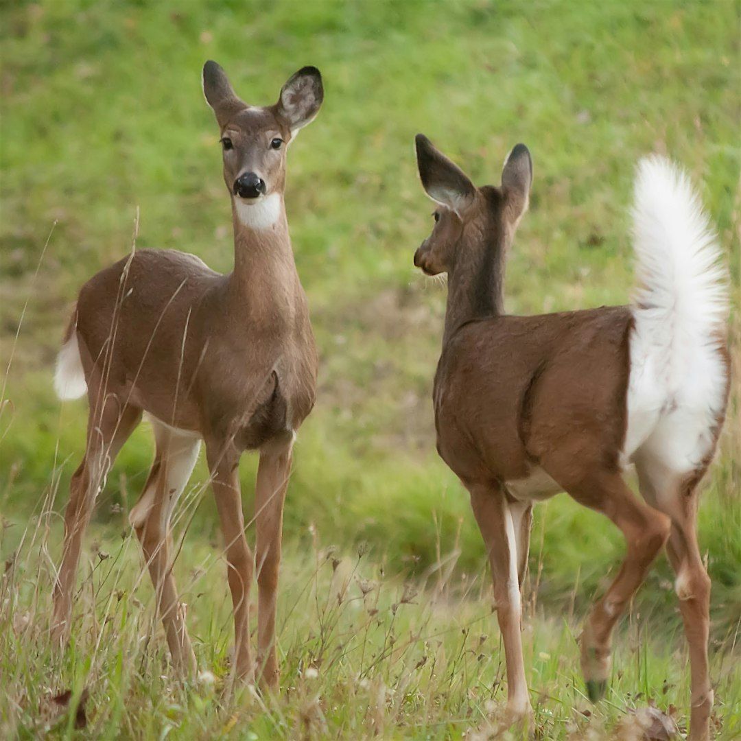 Mammals in our Midst Hike at Sheraton Scrub Preserve