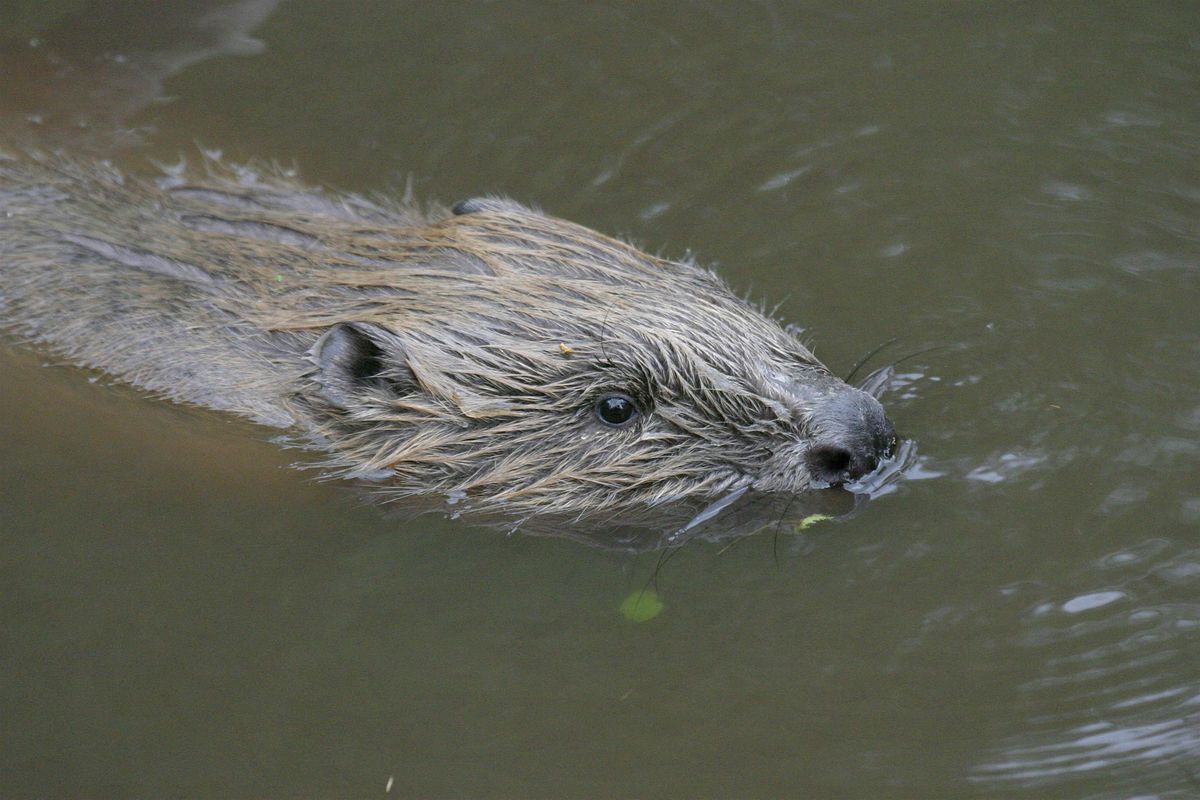 Local Volunteer Event: Beavers on the Meon