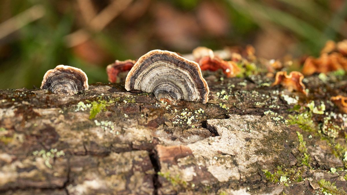 Wild Walk - Tramping, festively, for fungus!