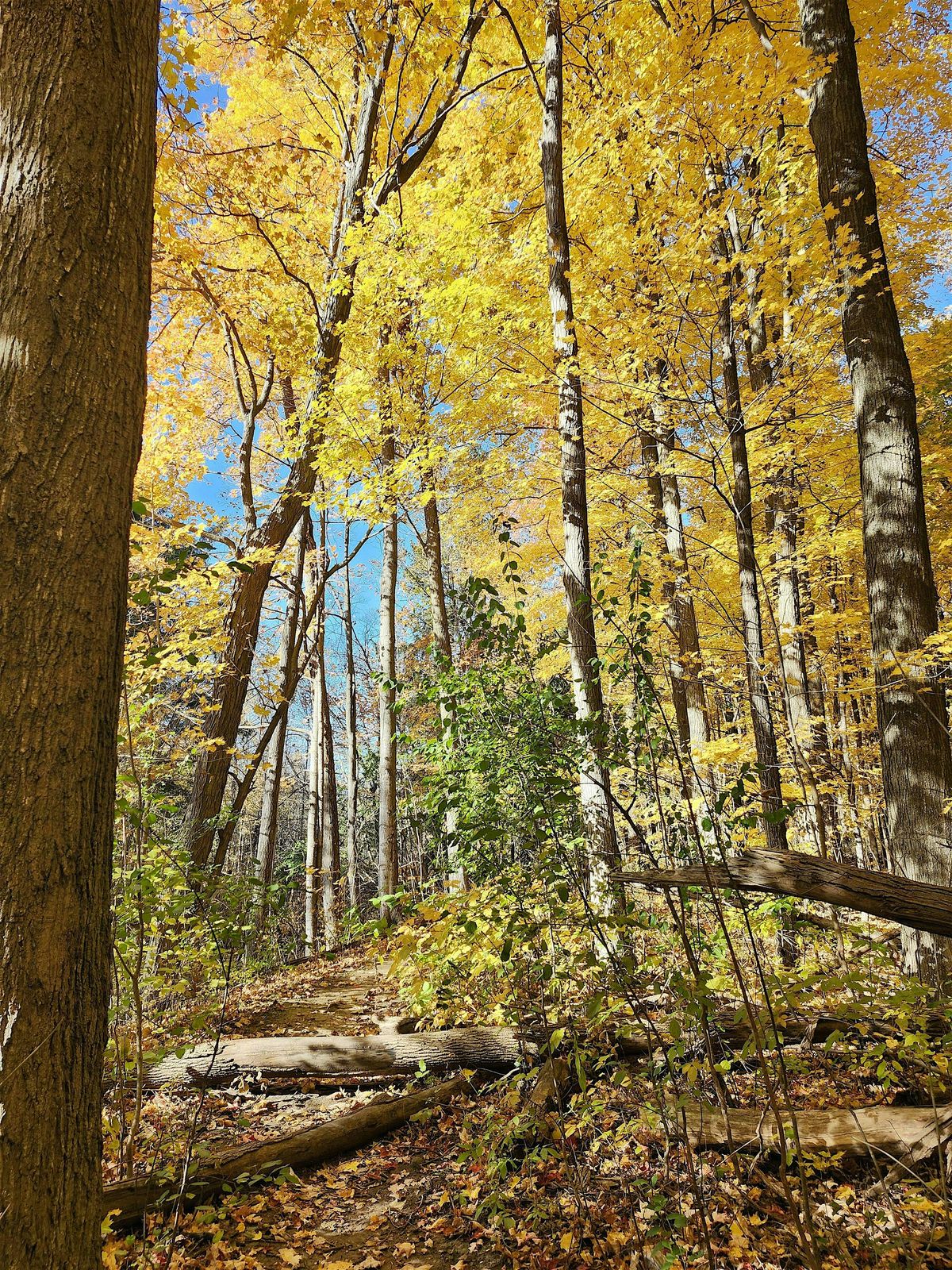 Walking With Gratitude - Nature Connection Walk