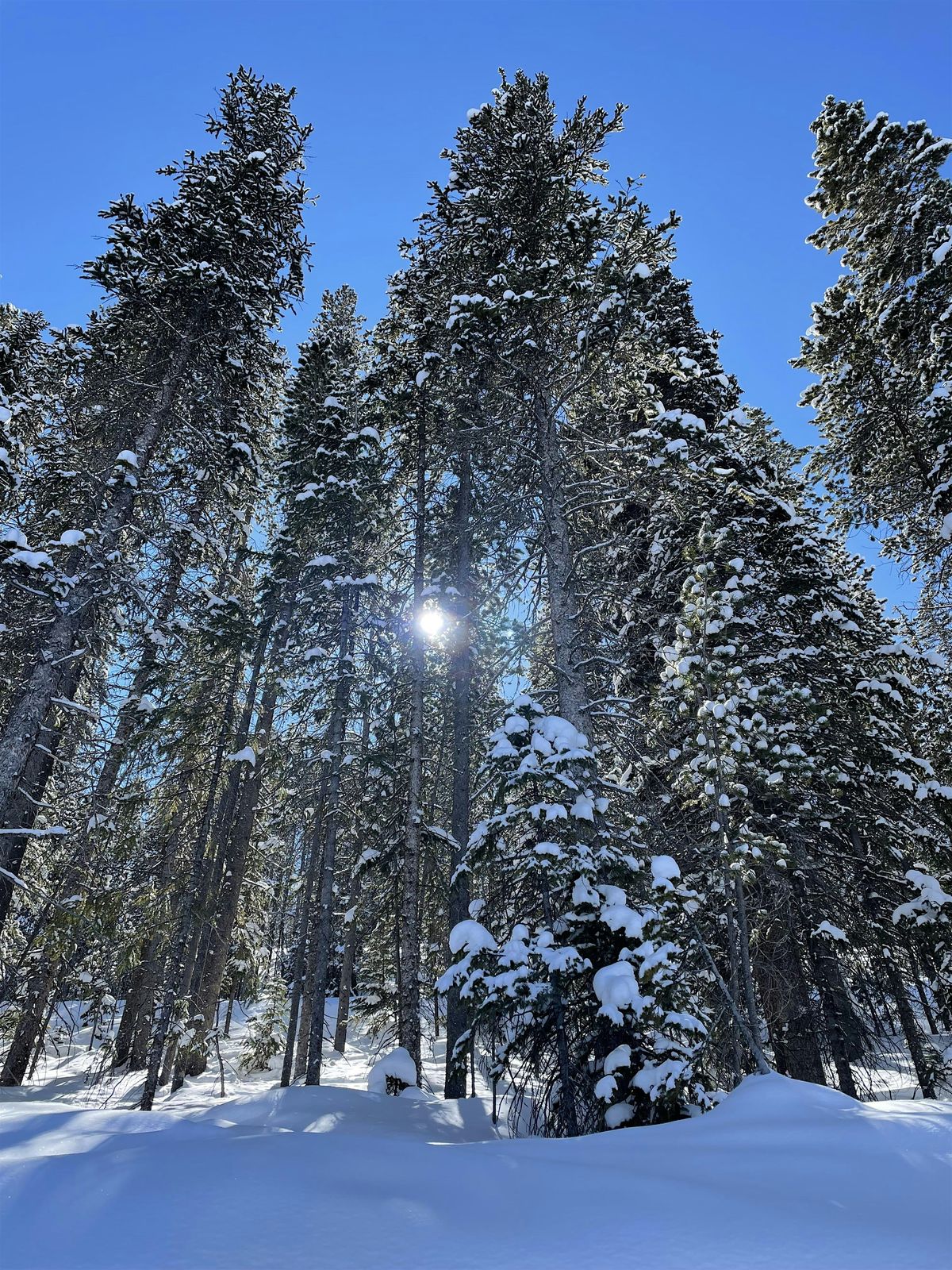 Winter Ecotherapy Teen Group