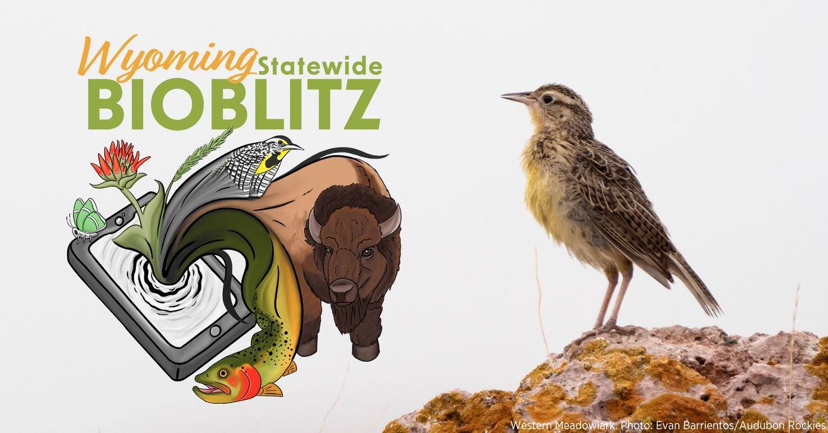 Wyoming Statewide BioBlitz 2024