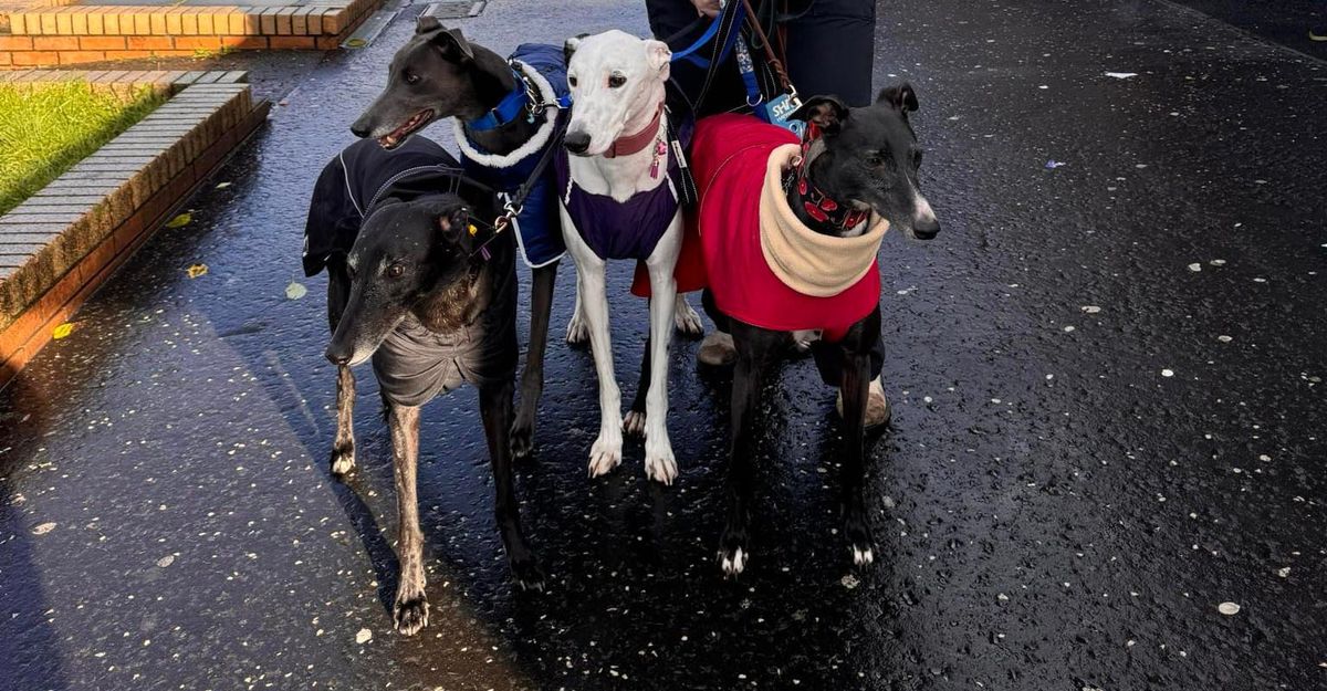 Murieston Trail Christmas Walk