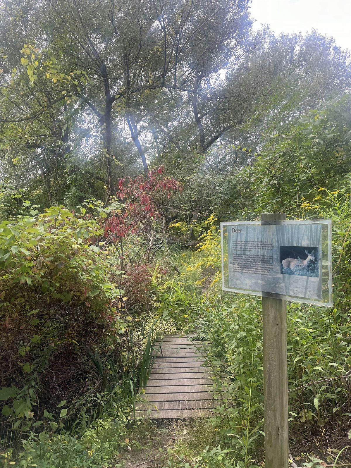 Trail Cleanup @Alewife Reservation