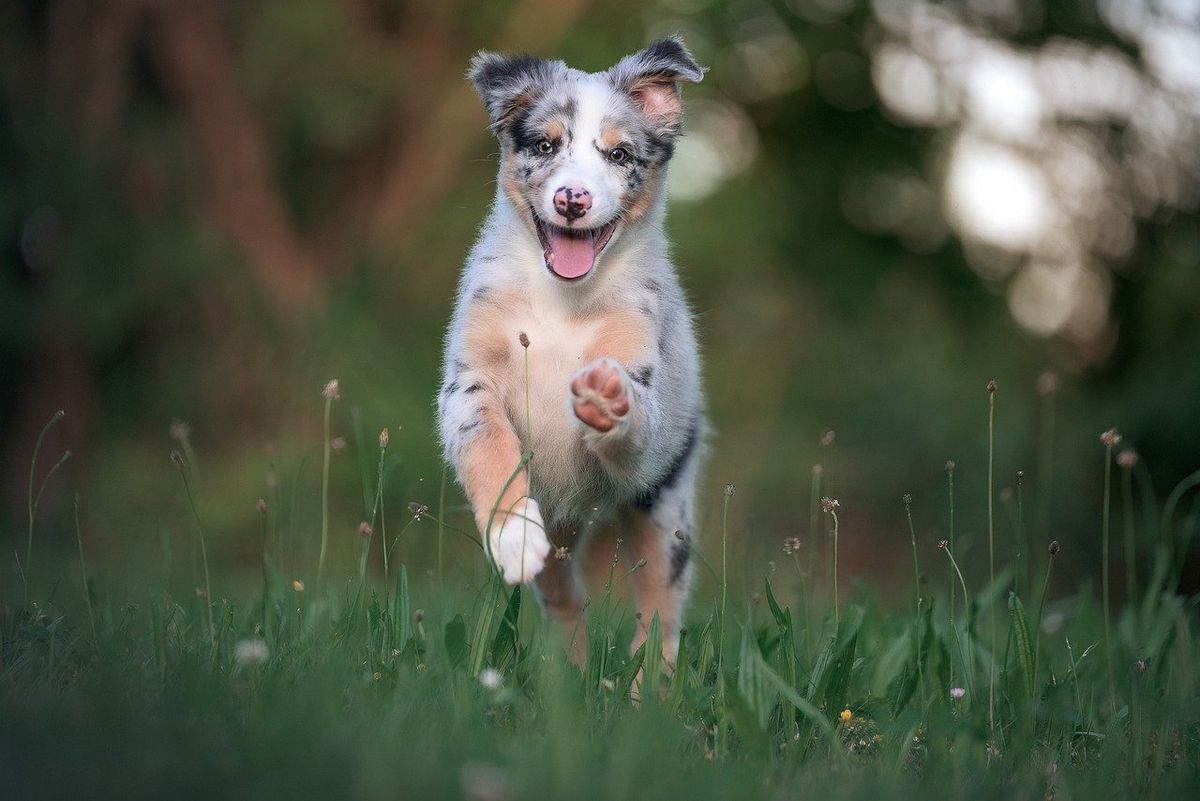 Tierisch-wildes Gr\u00fcn! Wildkr\u00e4uter f\u00fcr Vierbeiner \u2013 Schwerpunkt Hund