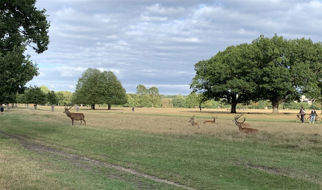 Richmond Park Christmas Walk and Talk