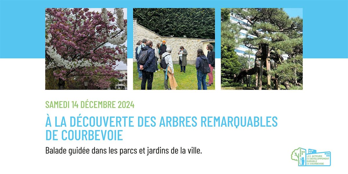 A la d\u00e9couverte des arbres remarquables  de Courbevoie