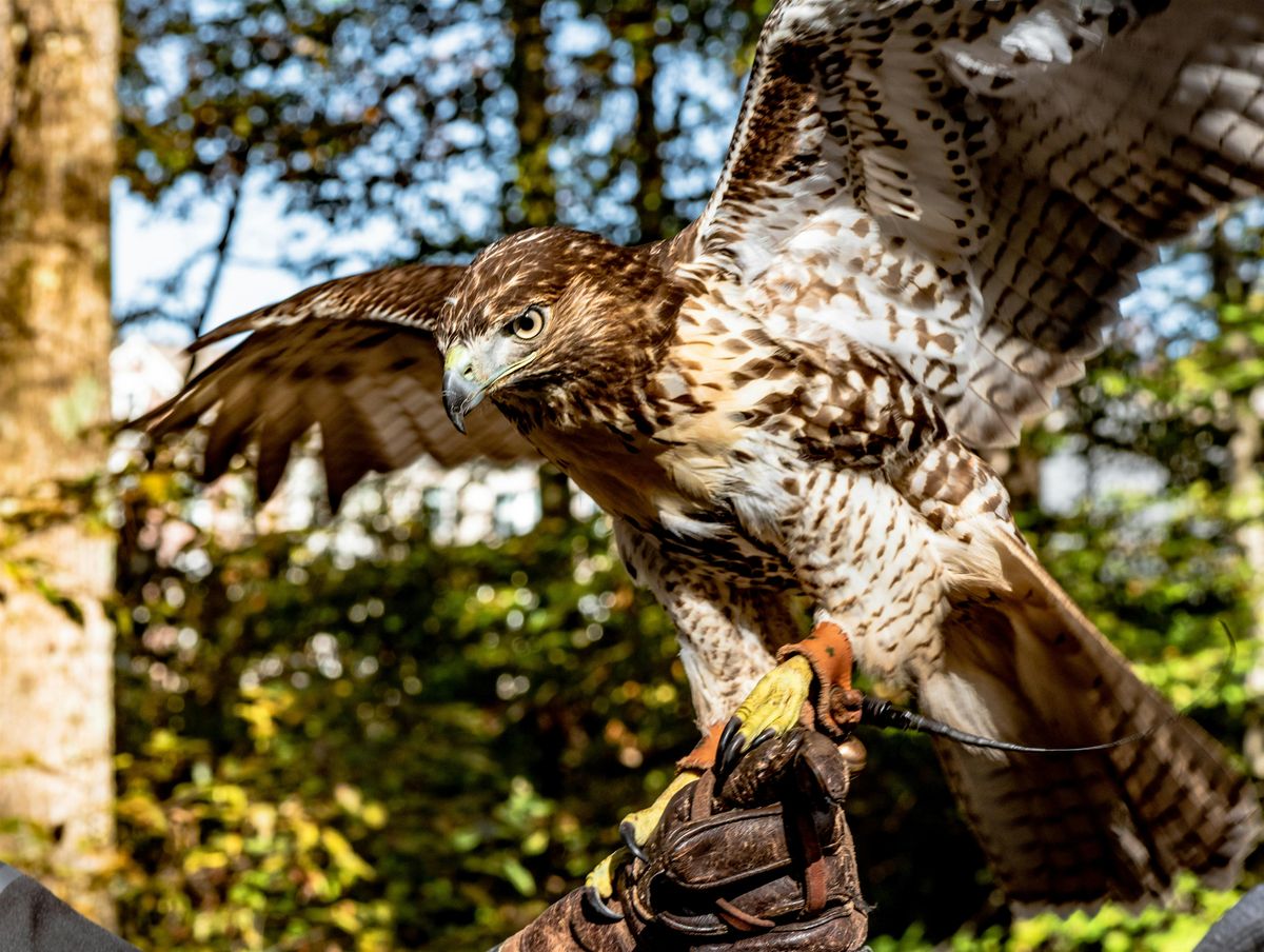 Birds of Prey! Live Animal Presentation