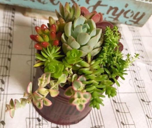 Spring多肉植物寄せ植えsucculent Planting Tenjin Fukuoka 27 April 21