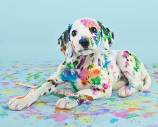 Painting with Puppies (supporting Auckland Puppy Rescue)