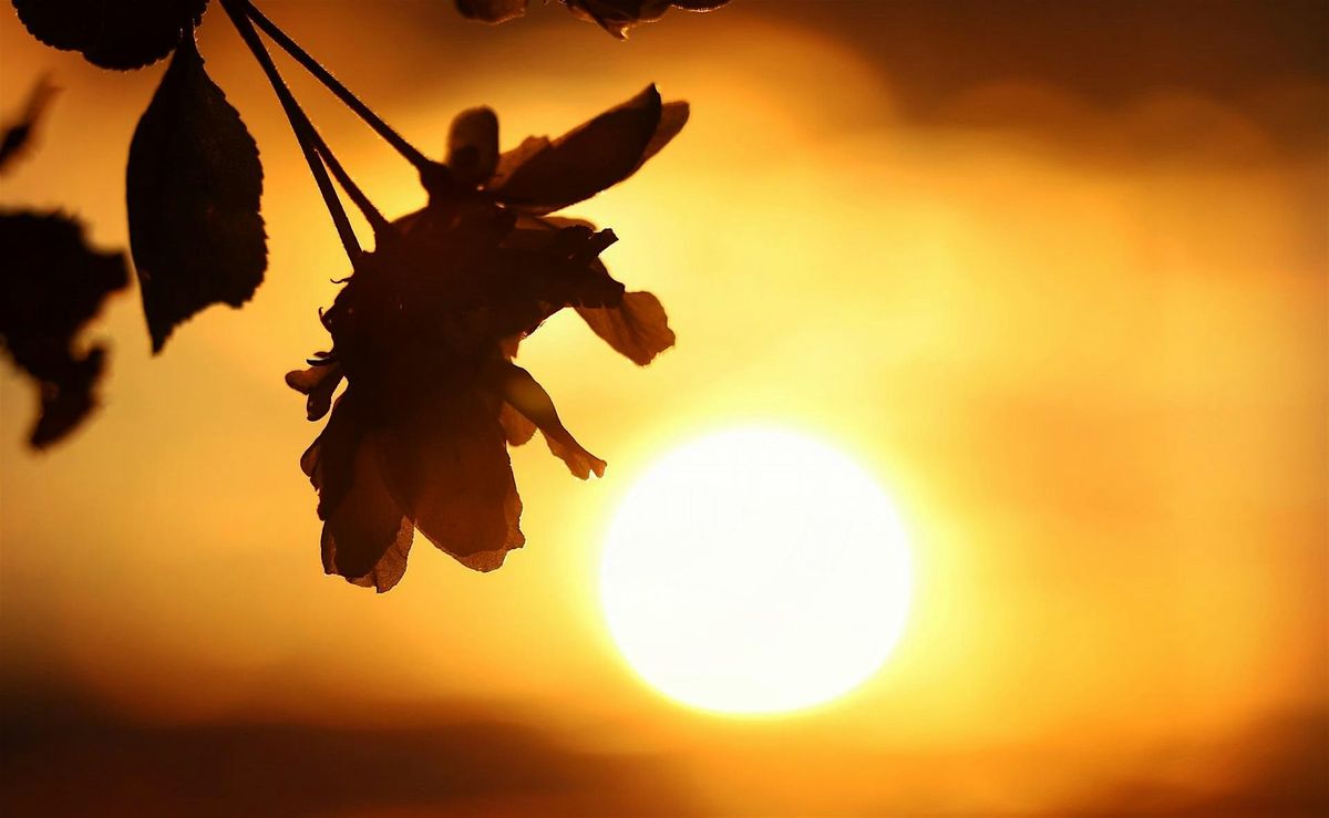 Holy Fire\u00ae Reiki Level 1 Training