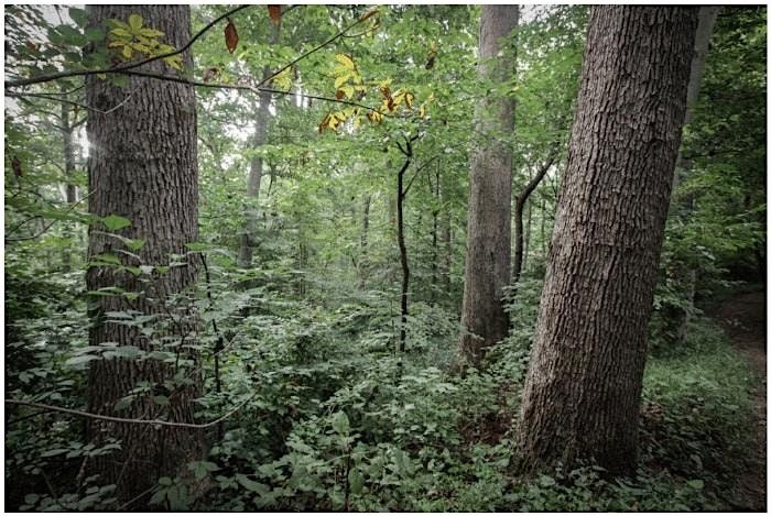 Horticulture Culture: Impressive Tree Ages